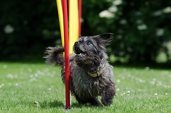 Hundesport Agility