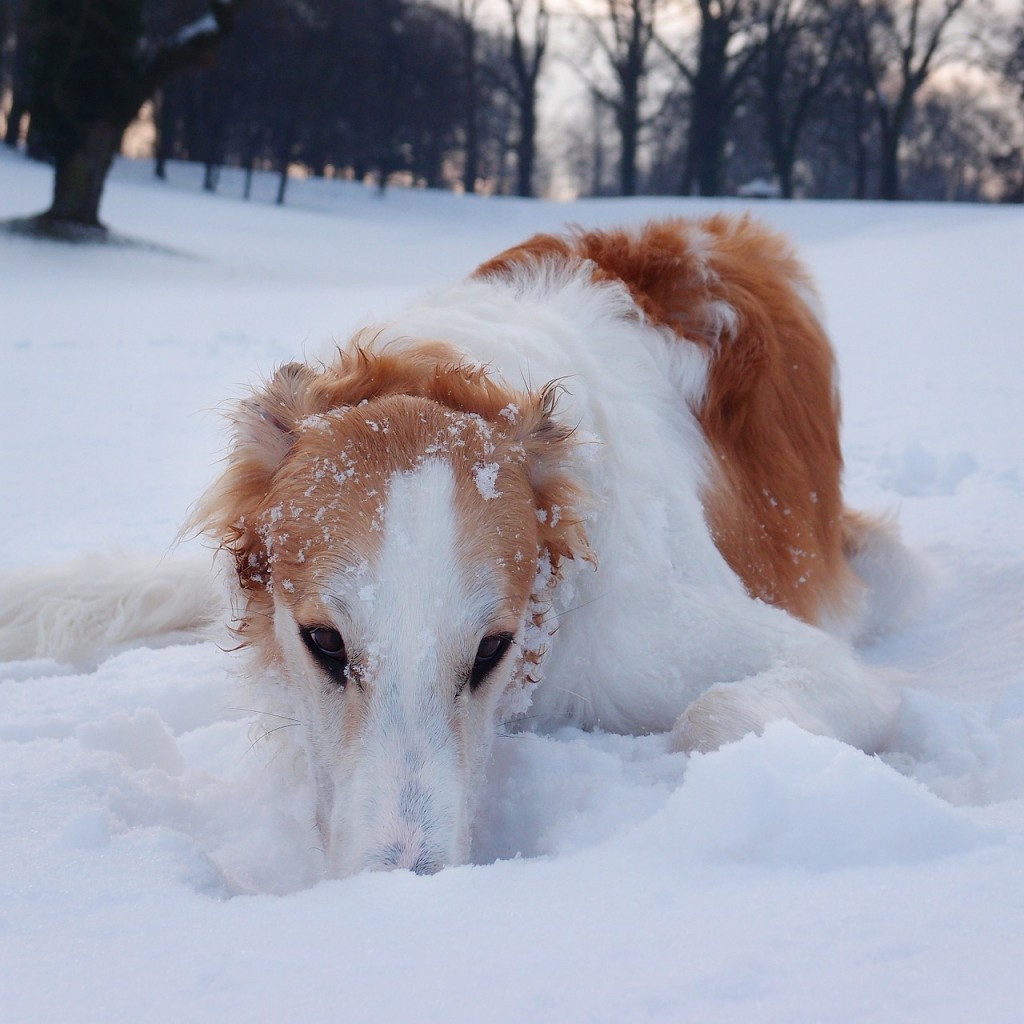 hunde im schnee