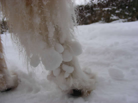 Hundepfote mit Eis- und Schneeklumpen
