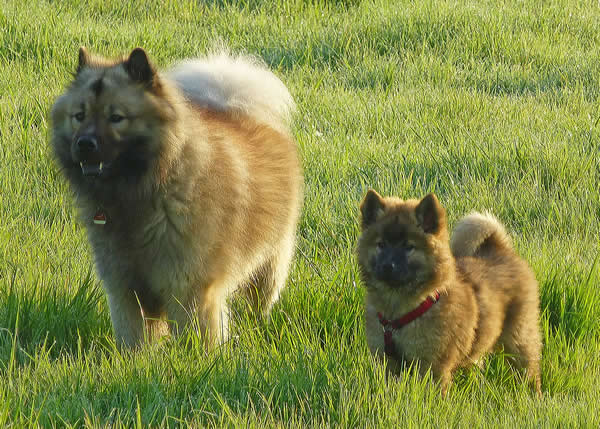 eurasier wesen