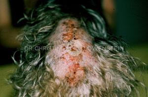 Flohbissallergie beim Hund