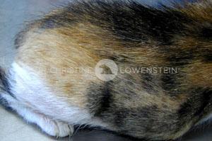 Abb. 3 Flohbissallergie bei der Katze: Haarbruch in Bereich der hinteren Körperhälfte