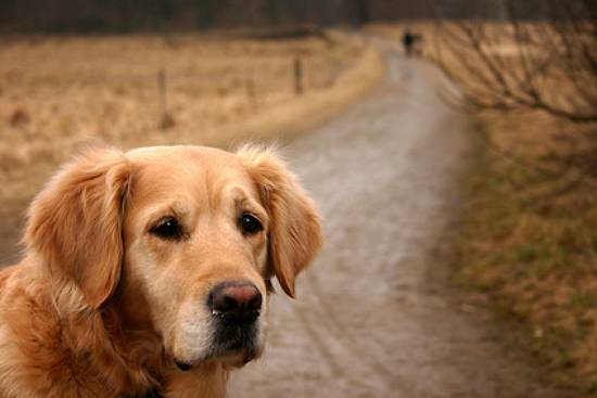 hund weggelaufen