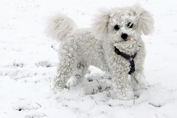 hundepfoten im schnee