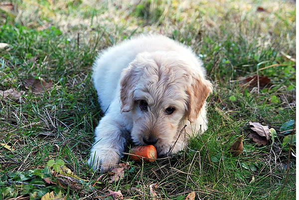 hund vegetarisch füttern