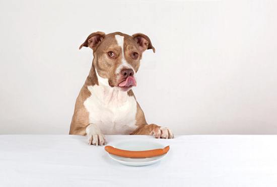 hundefutter selber kochen