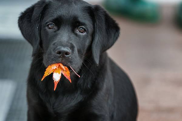 Labrador Retriever