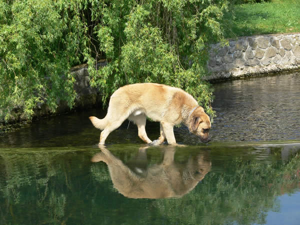 Leptospirose beim Hund