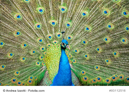 peacock bird close up portrait