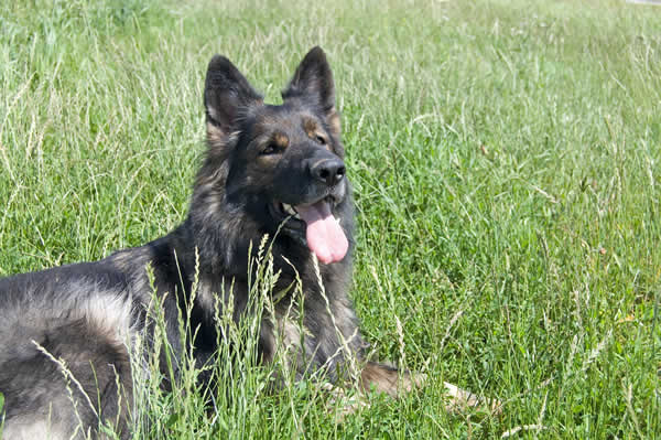 prototype lilla Helt vildt Berühmte Hunde im Portrait