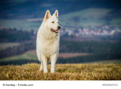 weisse schäferhunde