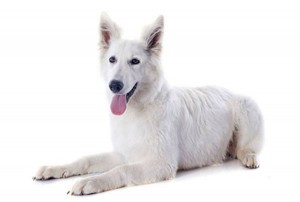 Berger Blanc Suisse