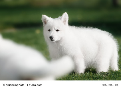 White Swiss Shepherds puppyin outdoore and green glass