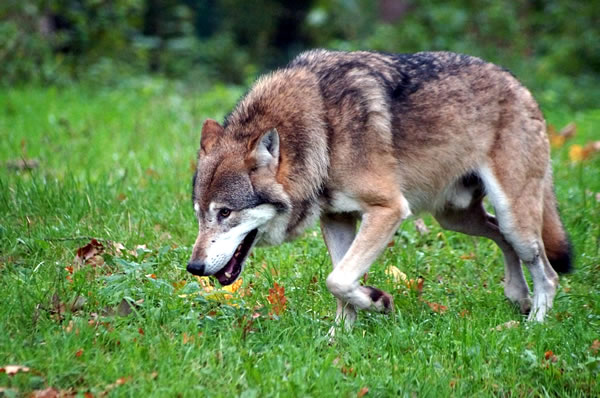 Wolf in freier Wildbahn