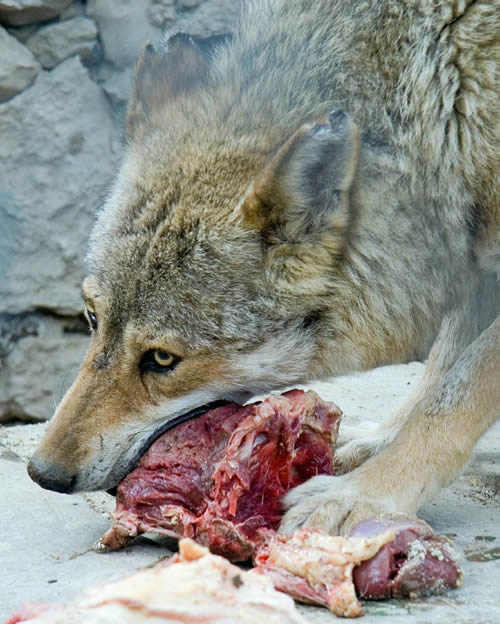 Wolf beim Fressen