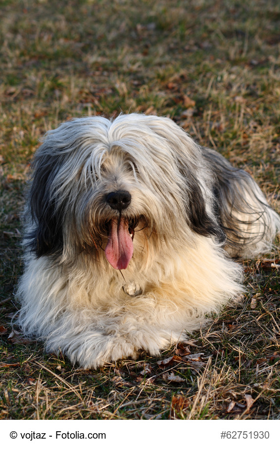 Polish Lowland Sheepdog on field