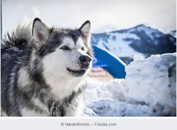 Alaskan Malamute