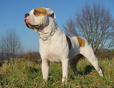 American Bulldog 