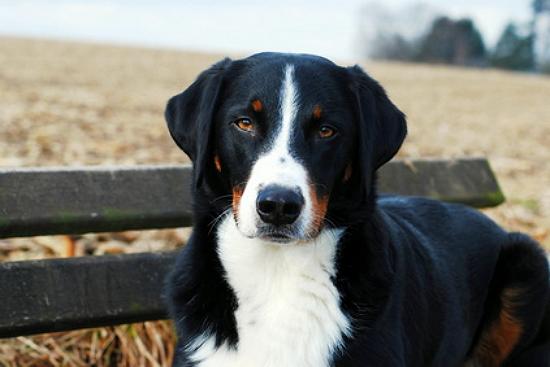 appenzeller sennenhund erziehung