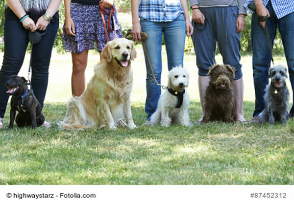 hunde erziehen