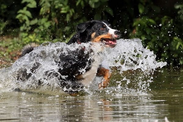 appenzeller sennenhund kaufen