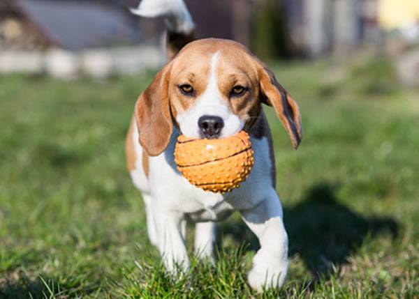 beagle wesen charakter