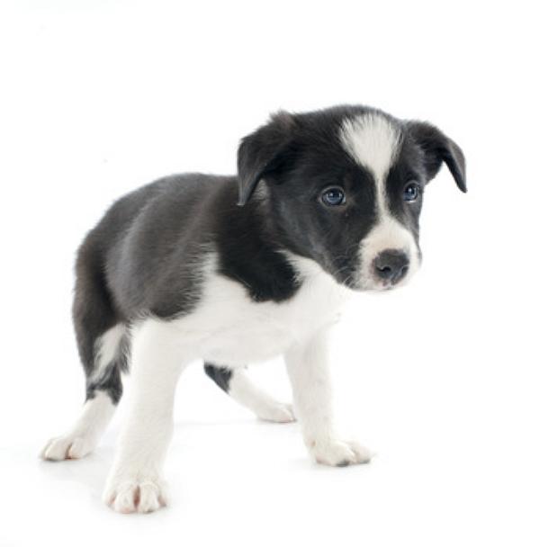 border collie welpe