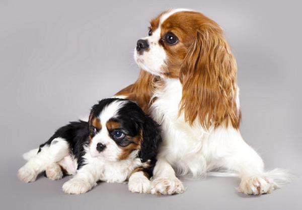 ᐅ Cavalier King Charles Spaniel Wesen Bilder Hunderassen C