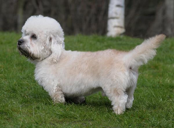 Dandie Dinmont Terrier Züchter bei Welpen.de