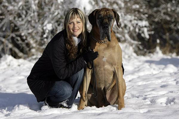 deutsche doggen bei welpen.de