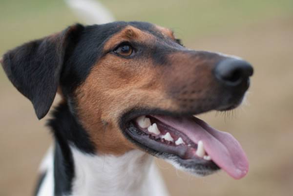 glatthaar foxterrier