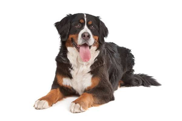 berner sennenhund charakter