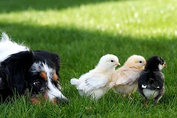 Border Collie