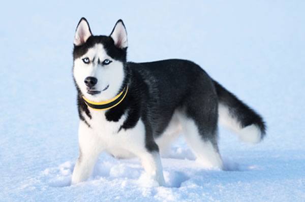 der siberian husky