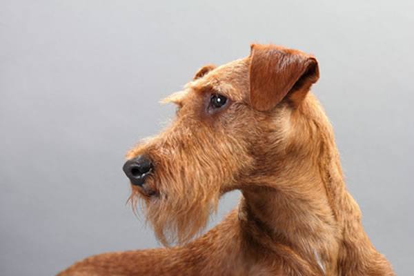 züchter der hunderasse irish terrier