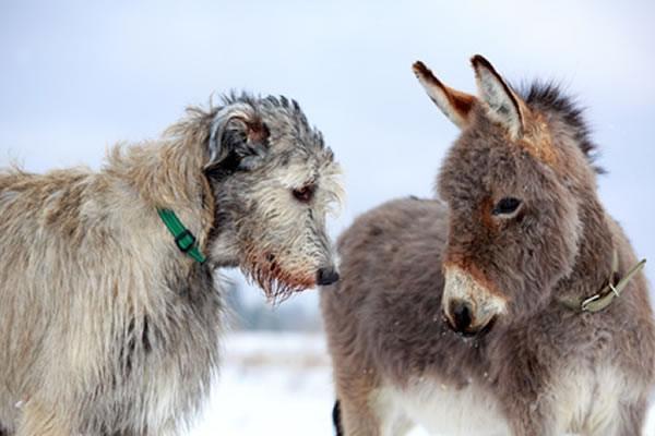 hunderasse irish wolfhound