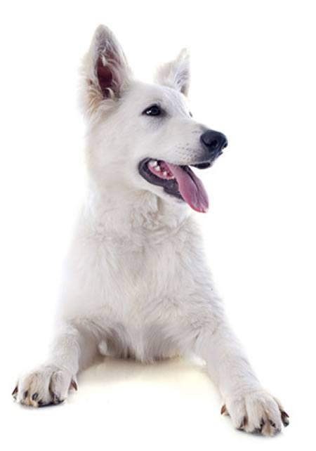 berger blanc suisse züchter