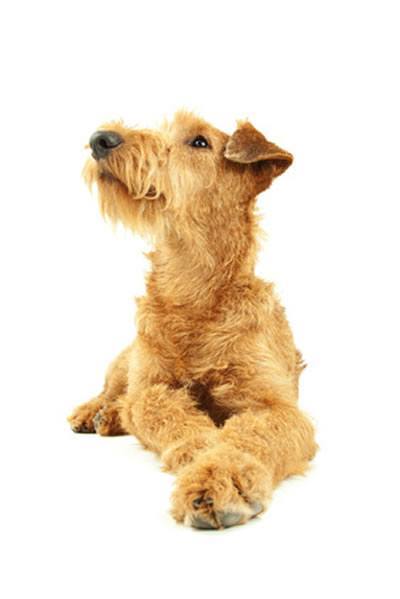 die hunderasse irish terrier