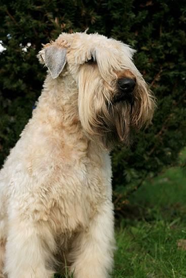 Irish Soft Coated Wheaten Terrier Züchter