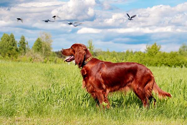 hunderasse irish setter