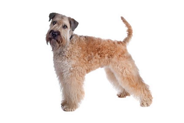 Irish Soft Coated Wheaten Terrier Züchter