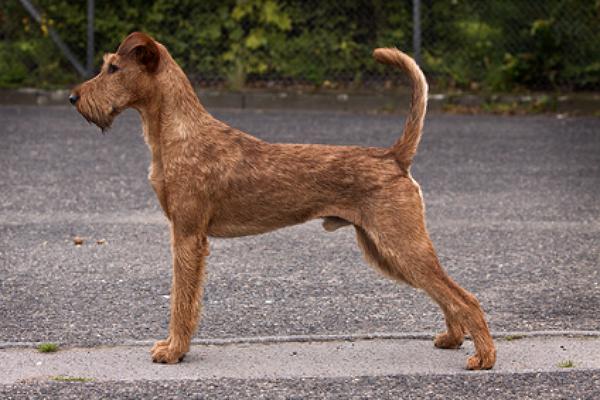 hunderasse irish terrier