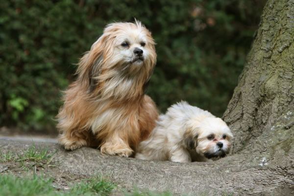 züchter lhasa apso