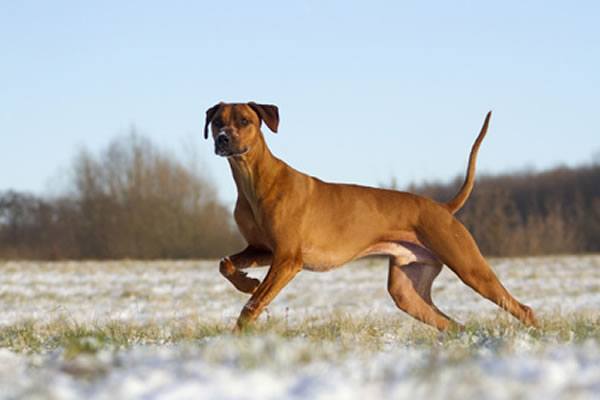 züchter rhodesian ridgeback