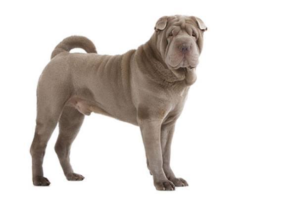 shar pei fellpflege