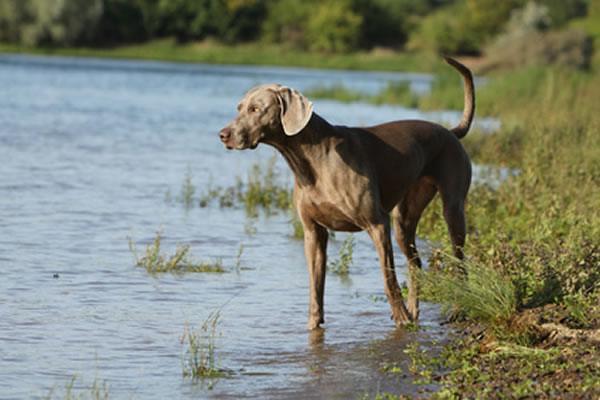 Weimaraner 