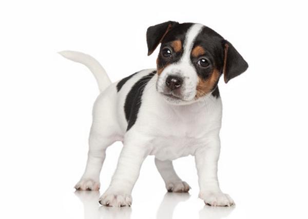 jack russell terrier welpen