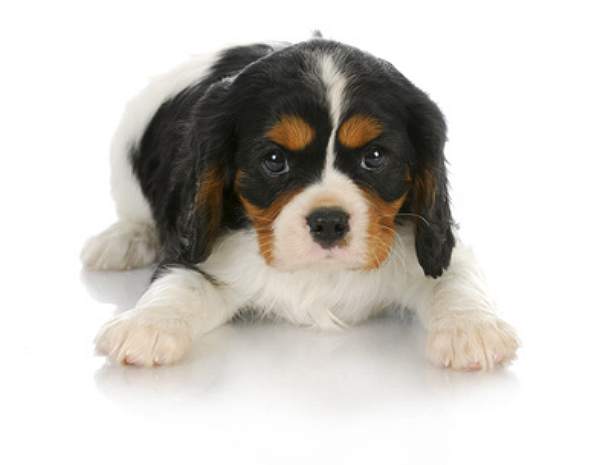 king charles spaniel