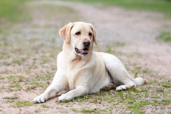 labrador welpen vom züchter