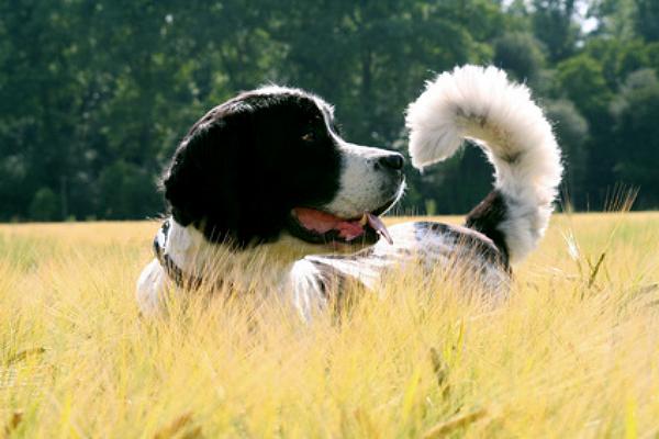 landseer züchter